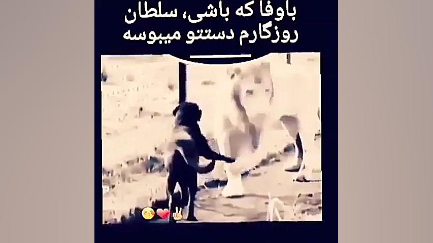 کلیپ جذاب پا بوسی شیر به وفا داری سگ Screening Lentiviral Vector