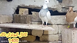 کبوتر طوقی ماده تقدیم نگاه قشن...