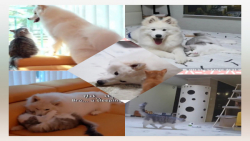 دوستی سگ سفید خوشگل وپشمالو با...