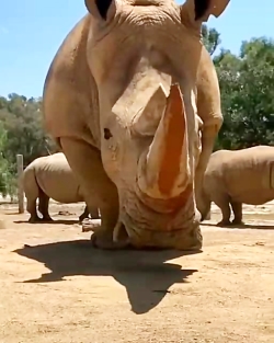 یک کرگدن از نزدیک