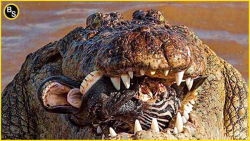 فیلم حیات وحش  7 شکارچی بی رحم...