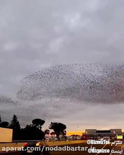 فیلم رقص پرندگان