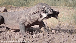 جنگ حیوانات وحشی | حمله اژدهای...