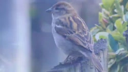 گنجشک و خدا تهیه کننده: سرکار...