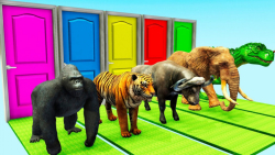 مسابقه کارتون حیوانات گوریل، ز...