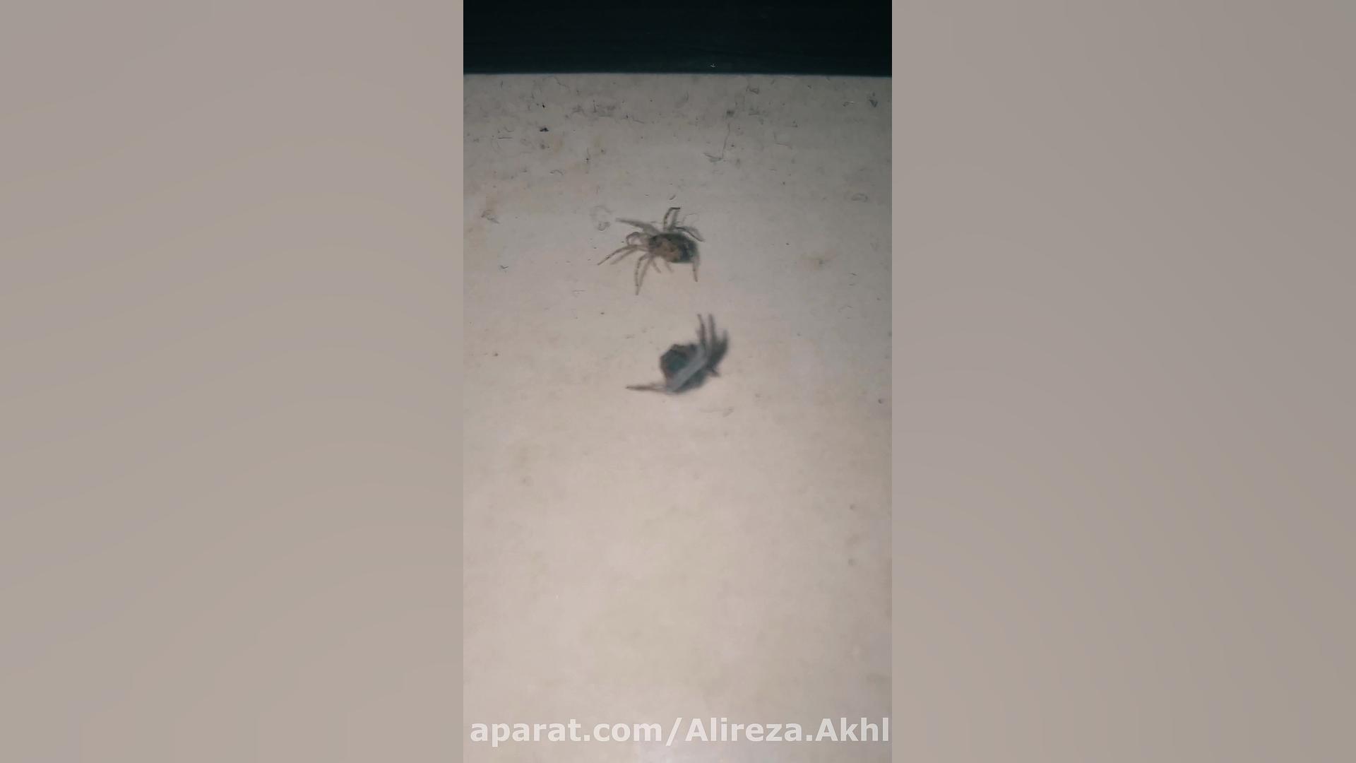 پوستر بزرگ