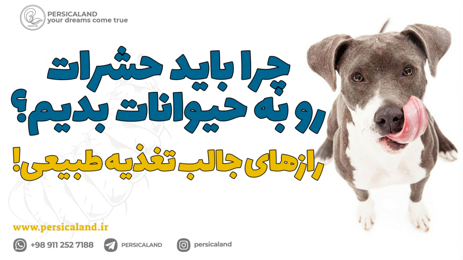 چرا باید حشرات رو به حیوانات بدیم؟ رازهای جالب تغذیه طبیعی!