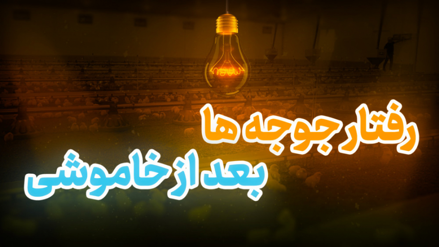 رفتار جوجه های گوشتی بعد از برنامه خاموشی دکتر محمد مهدی عبدالهی (دامپزشک)