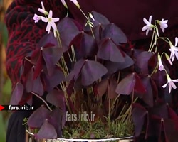 آموزش تکثیر و پرورش گل زیبای &...