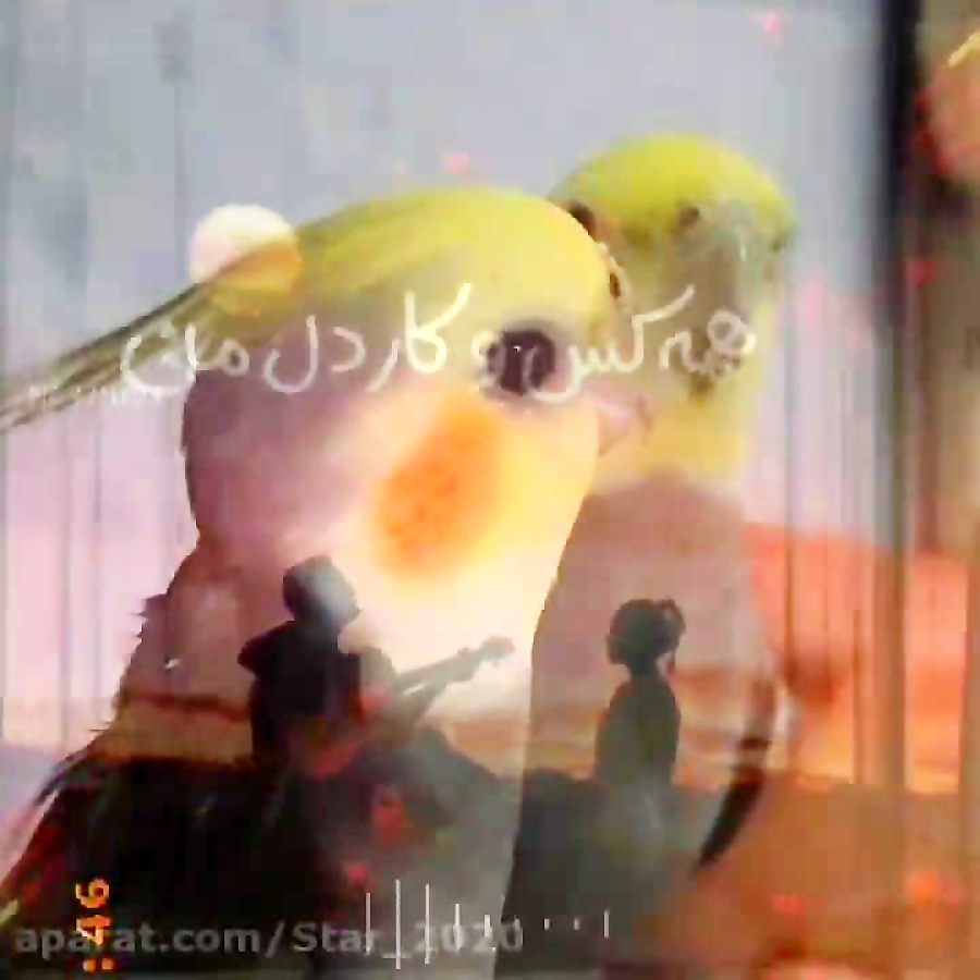 عروس هلندی«فندق»