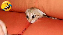 کلیپ طنز حیوانات ، ترسیدن های...