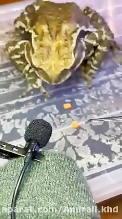 غذا خوردن حیوانات فالو فالو