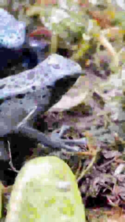 غورباقه نیلی بسیار زیبا