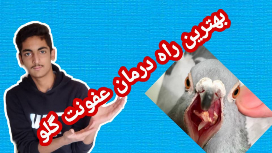 نحوه ای درمان بیماری عفونت گلوی پرندگان؛ راه درمان بیماری گلو چرکی کبوتر/KABOTAR نیمار جونیور