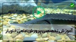 پرورش ماهی خاویاری-پرورش ماهیان خاویاری-مراحل تهیه خاویار و خواص آن