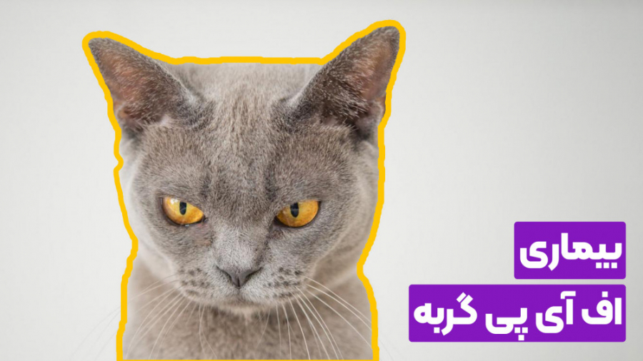 بیماری اف آی پی مریم سعادت