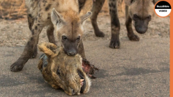 جنگ نفس گیر حیوانات وحشی  انتق...