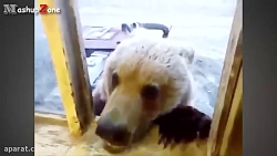 Funny animal videos download for free Funny animal videos download for free