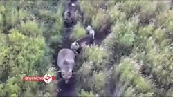 دوستی گرگ سفید با خرس&zwnj;ها...