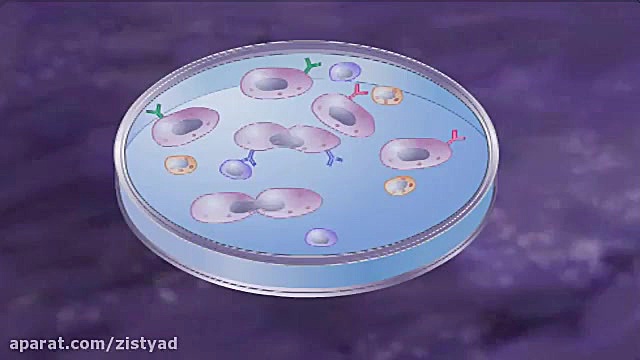 تولید آنتی بادی مونوکلونال کاشت ابرو