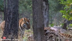 خطرناک ترین و خشن ترین ببر جها...