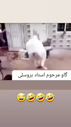 گاو مرحوم استاد بروسلی