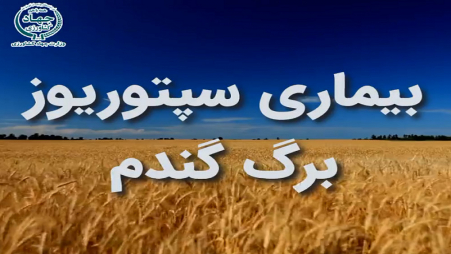 آشنایی با بیماری های مهم گندم - بیماری سپتوریوز برگ گندم Microarray