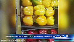 بارگیری فلفل دلمه ای رنگی