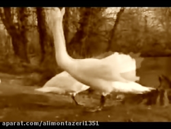 رمانس آوازی مرگ قو