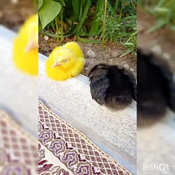 جوجه قبلی های من جوجه دوست دار...