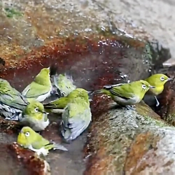 زندگی موسیقی گنجشک هاست ...