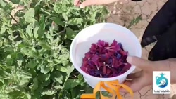 خانه مهر