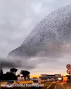 موج پرندگان در آسمان