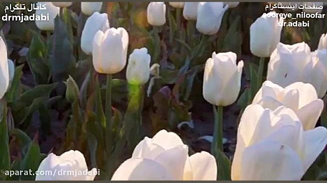 گفتاری از کتاب صوم القلب / ۳ - درباب بیماری دل - دکتر ادبی چالش خرگوشی