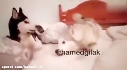 حامد گیلک ته خنده باحال خنده د...