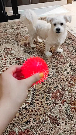 تجربه خرید اسباب بازی سگ توپ مدل Latex Dog Ball