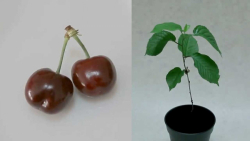 آموزش کاشت گیلاس