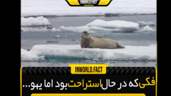 شکار فک آبی توسط خرس قطبی