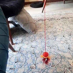 تجربه خرید اسباب بازی گربه مدل TO302