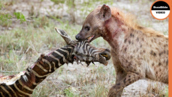 زنده خواری حیوانات وحشی | خورد...