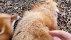 قلقلک دادن روباه