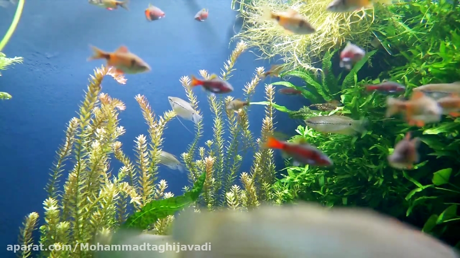 ماهی در آکواریوم