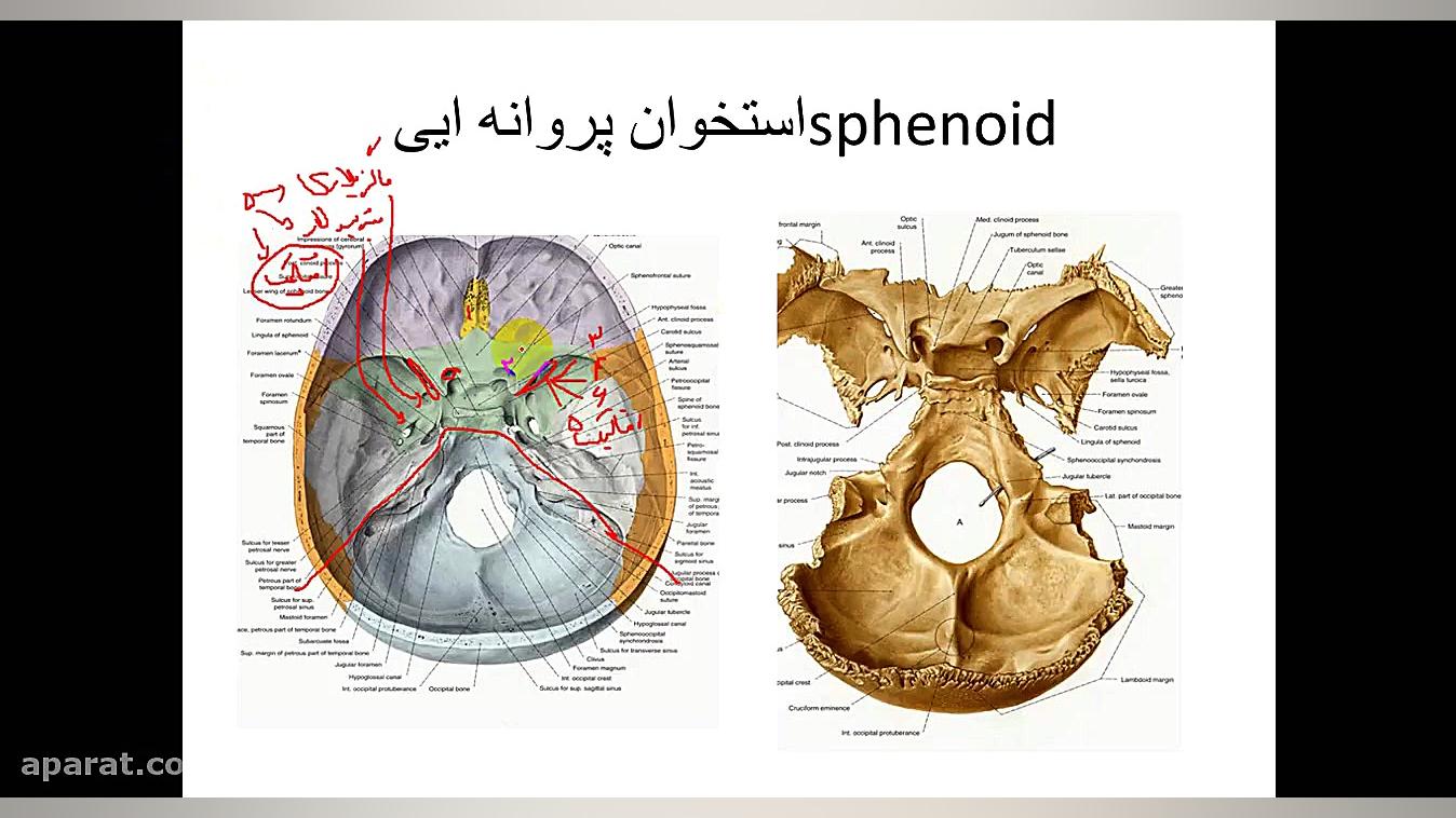 استخوان های جمجمه بخش نورو کرانیوم مصطفی زمانی