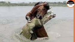 نبرد حیوانات وحشی ، لگدمال تمس...