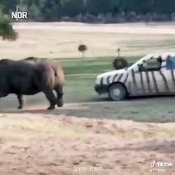 تبریک کرگدن