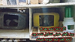 چند نکته در مورد تخم کفتر