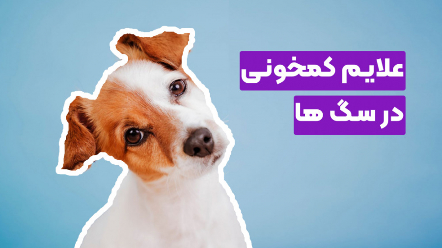 بیماری کمخونی سگ ها اکستنشن تاج دندان
