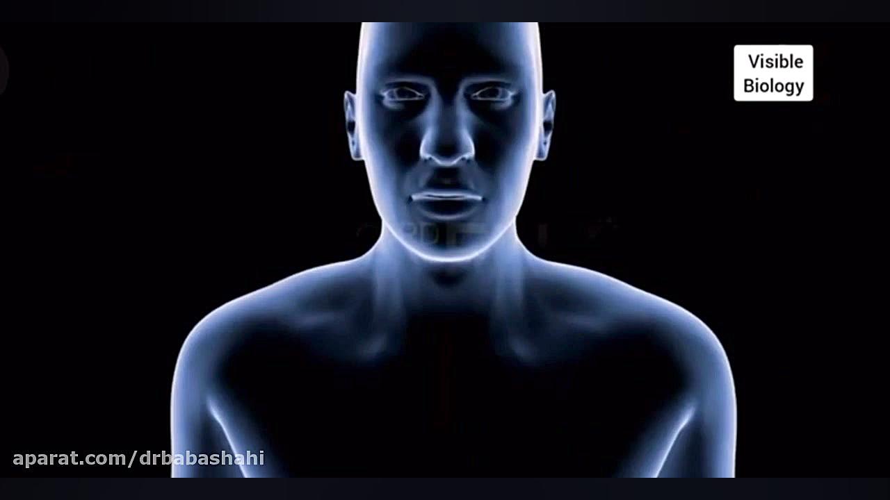 ساختار دندان دکتر الهه باباشاهی | متخصص دندانپزشکی کودکان