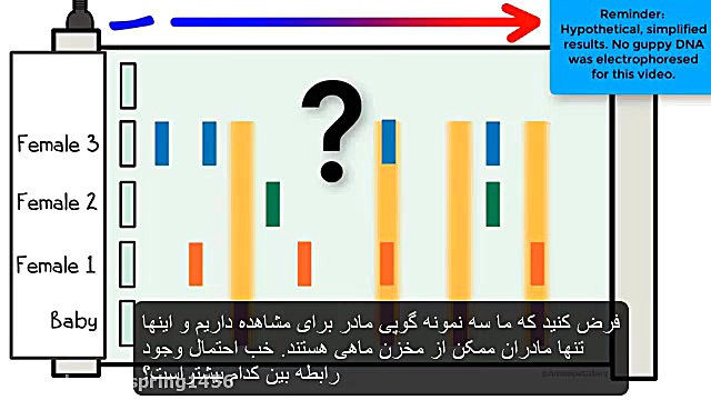 الکتروفورز ژل آهو خمیازه