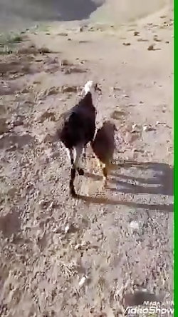 فیلم خندار افغانی